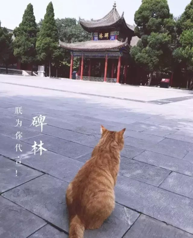 嫉妒！边上班边rua猫！西安这些有身份的猫猫狗狗太萌了