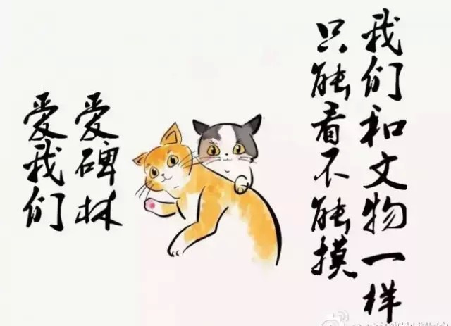 嫉妒！边上班边rua猫！西安这些有身份的猫猫狗狗太萌了