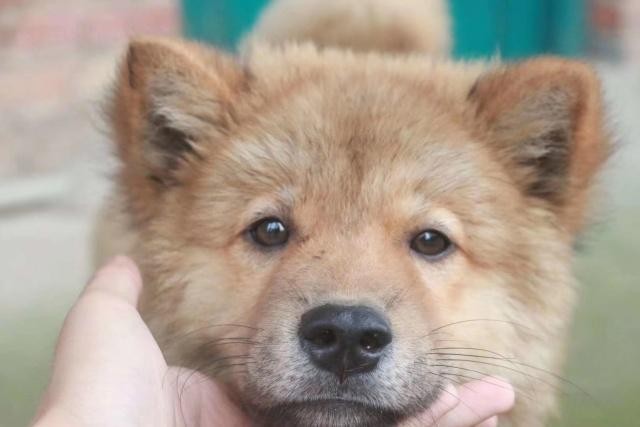 老祖宗选猎犬的方法：瓦盖鼻，花舌头，中间尾，都是传下来的经验