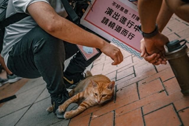 流浪动物该何去何从