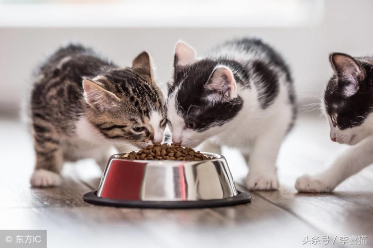 该怎么给自家猫咪挑选猫粮，天然粮和商品粮到底有什么不同？