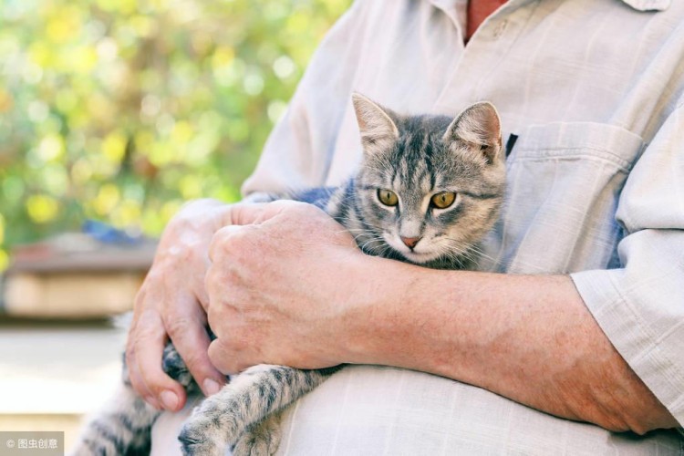 猫吃什么猫粮好