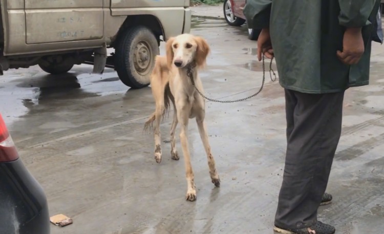 山东：因一次失误猎犬被送上狗肉车老人不舍花五百将它救下