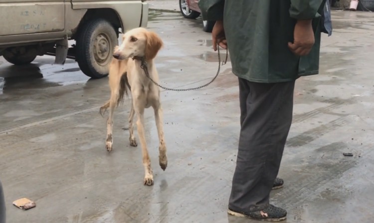 山东：因一次失误猎犬被送上狗肉车老人不舍花五百将它救下