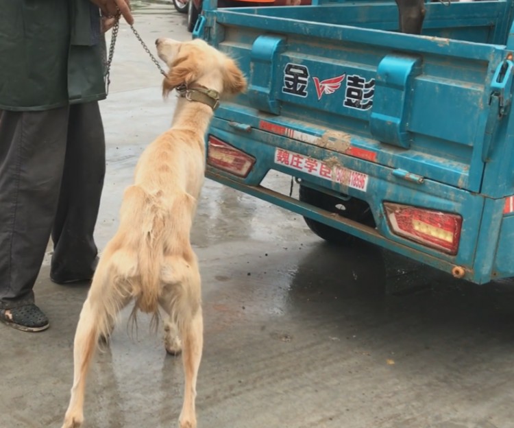 山东：因一次失误猎犬被送上狗肉车老人不舍花五百将它救下