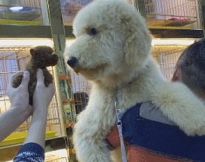 巨型贵宾犬毛色越来越淡怎么办