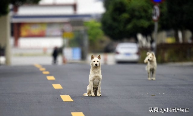 中华田园犬：我们一点都不土我们也很可爱啊