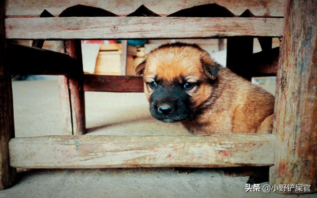 中华田园犬：我们一点都不土我们也很可爱啊