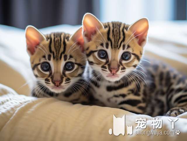 想知道贵阳Meetpet宠遇猫舍的猫咪们是不是真的可以带走少女心？